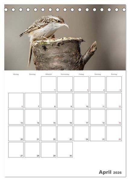 Produktbild: V&ouml;gel im heimischen Garten (Tischkalender 2026 DIN A5 hoch), CALVENDO Monatskalender