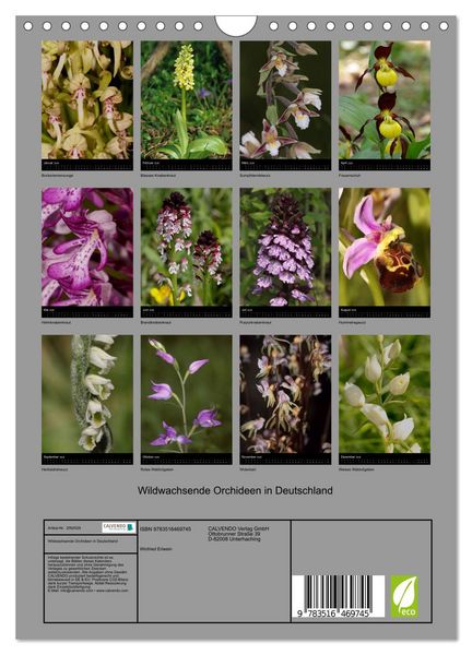 Produktbild: Wildwachsende Orchideen in Deutschland (Wandkalender 2026 DIN A4 hoch), CALVENDO Monatskalender