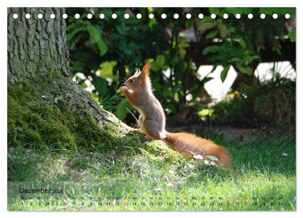 Produktbild: Spa&szlig; mit Eichh&ouml;rnchen-Kindern (Tischkalender 2026 DIN A5 quer), CALVENDO Monatskalender