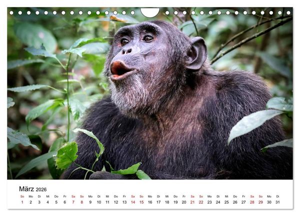 Produktbild: UGANDA - Berggorillas & Chimps (Wandkalender 2026 DIN A4 quer), CALVENDO Monatskalender