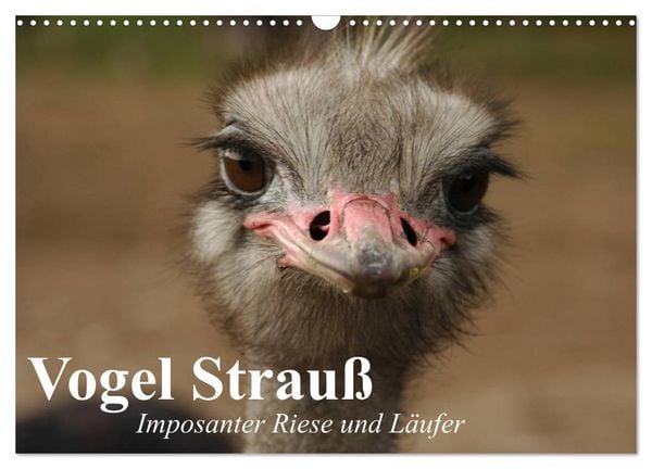Produktbild: Vogel Strau&szlig;. Imposanter Riese und L&auml;ufer (Wandkalender 2026 DIN A3 quer), CALVENDO Monatskalender