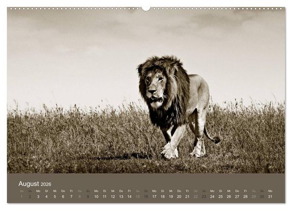 Produktbild: Wildes Afrika (hochwertiger Premium Wandkalender 2026 DIN A2 quer), Kunstdruck in Hochglanz