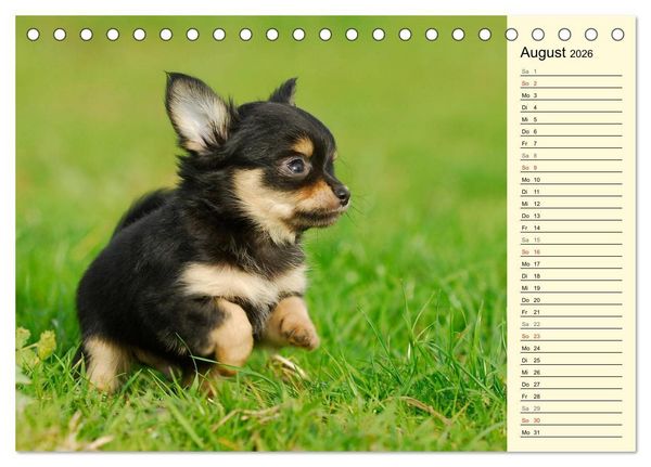 Produktbild: Chihuahua - Kleine Hunde ganz gro&szlig; (Tischkalender 2026 DIN A5 quer), CALVENDO Monatskalender
