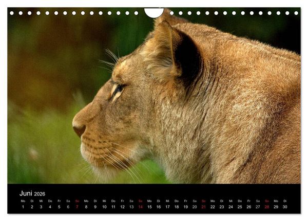 Produktbild: L&ouml;wen (Wandkalender 2026 DIN A4 quer), CALVENDO Monatskalender