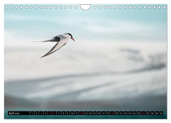 Produktbild: Island. Ein Land f&uuml;r Entdecker und Abenteurer. (Wandkalender 2026 DIN A4 quer), CALVENDO Monatskalender