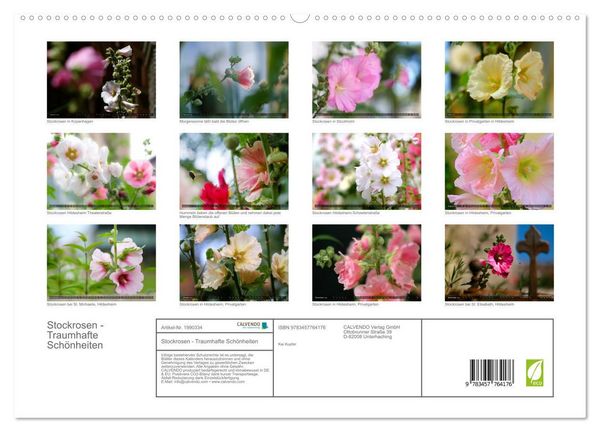 Produktbild: Stockrosen - Traumhafte Sch&ouml;nheiten (hochwertiger Premium Wandkalender 2026 DIN A2 quer), Kunstdruck in Hochglanz
