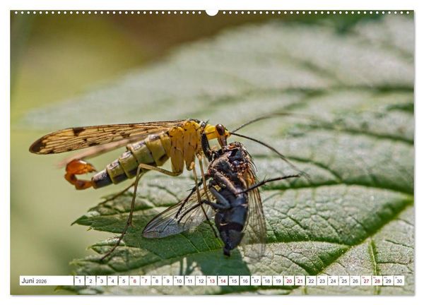 Produktbild: Ungeliebte Sch&ouml;nheiten - die faszinierende Welt unserer heimischen Fliegen (Wandkalender 2026 DIN A2 quer), CALVENDO Monatskalender