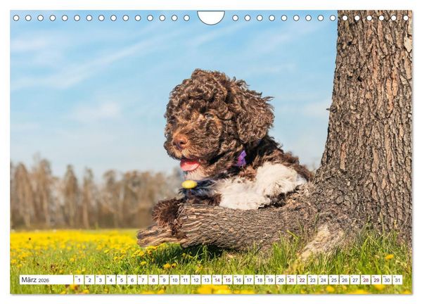 Produktbild: Lagotto Romagnolo Welpen - Sieben kleine Weltentdecker auf gro&szlig;er Fahrt (Wandkalender 2026 DIN A4 quer), CALVENDO Monatskalender