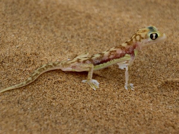 Produktbild: CALVENDO Puzzle W&uuml;stengecko | 1000 Teile Lege-Gr&ouml;&szlig;e 64x48cm Foto-Puzzle f&uuml;r gl&uuml;ckliche Stunden