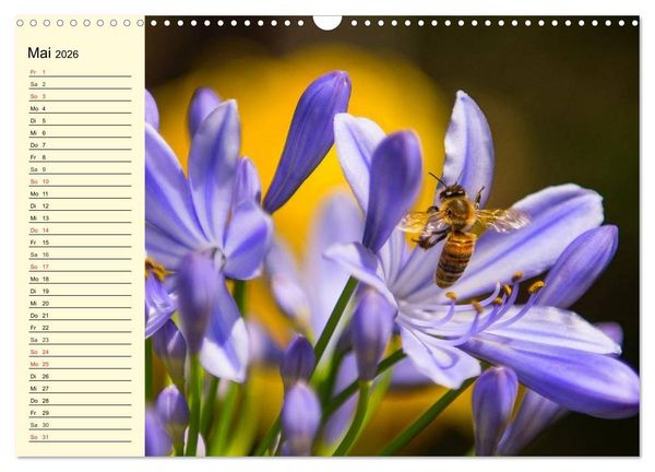 Produktbild: Flei&szlig;ige Bienen. Von der Bl&uuml;te bis zum Honig (Wandkalender 2026 DIN A3 quer), CALVENDO Monatskalender