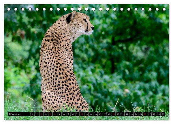 Produktbild: Afrika - Welt der Tiere (Tischkalender 2026 DIN A5 quer), CALVENDO Monatskalender
