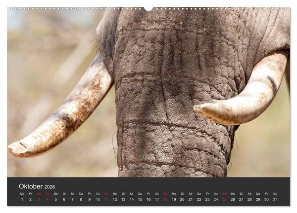 Produktbild: Elefanten - Graue Riesen (hochwertiger Premium Wandkalender 2026 DIN A2 quer), Kunstdruck in Hochglanz