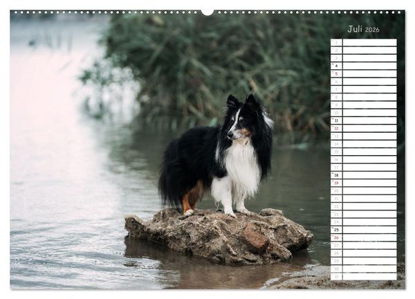 Produktbild: Shetland Sheepdogs Blacky, Anry, Mojo 2026 (Wandkalender 2026 DIN A2 quer), CALVENDO Monatskalender
