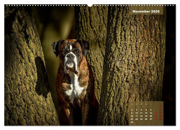 Produktbild: Boxer Frech und fr&ouml;hlich durch das Jahr (Wandkalender 2026 DIN A2 quer), CALVENDO Monatskalender