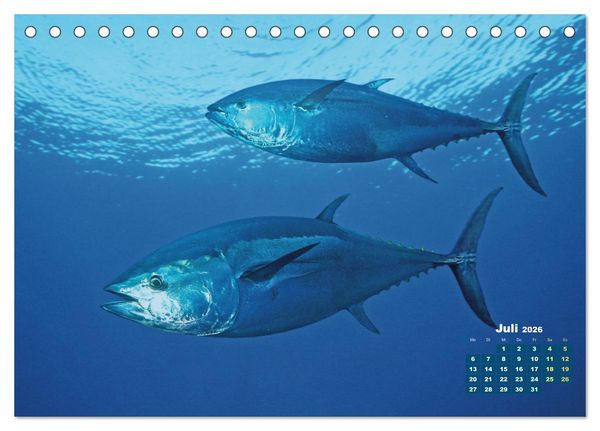 Produktbild: Tiere des Meeres: Faszination Tauchen (Tischkalender 2026 DIN A5 quer), CALVENDO Monatskalender