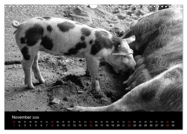 Produktbild: Das Leben der Schweine (Wandkalender 2026 DIN A3 quer), CALVENDO Monatskalender