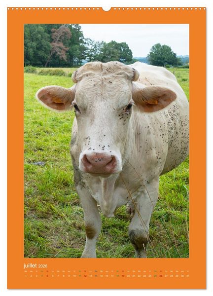 Produktbild: Beaut&eacute; rustique Regards animaliers (Calendrier mural 2026 DIN A2 horizontal) calendrier de bureau