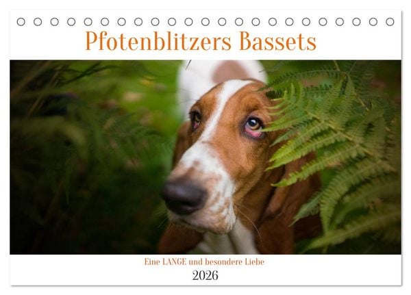 Der Basset, eine LANGE und besondere Liebe (Tischkalender 2026 DIN A5 quer), CALVENDO Monatskalender
