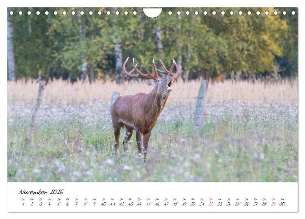 Produktbild: Rotwild - im Naturparadies der Mecklenburgischen Seenplatte (Wandkalender 2026 DIN A4 quer), CALVENDO Monatskalender