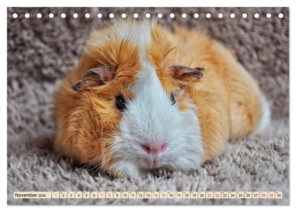 Produktbild: Meerschweinchen - so s&uuml;&szlig; (Tischkalender 2026 DIN A5 quer), CALVENDO Monatskalender