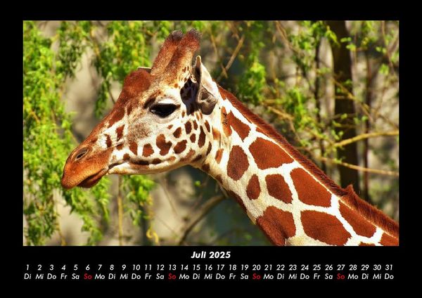 Produktbild: Giraffen 2025 Fotokalender DIN A3
