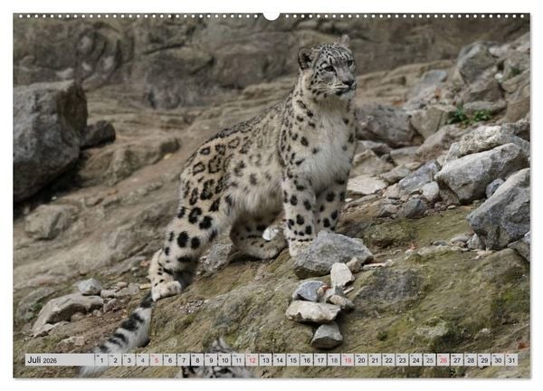 Produktbild: Schneeleoparden. Perfekte Raubkatzen-Sch&ouml;nheiten (hochwertiger Premium Wandkalender 2026 DIN A2 quer), Kunstdruck in Hochglanz
