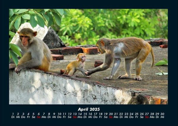 Produktbild: Welt der Affen 2025 Fotokalender DIN A4