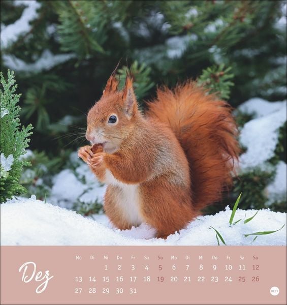 Produktbild: Eichh&ouml;rnchen Postkartenkalender 2027