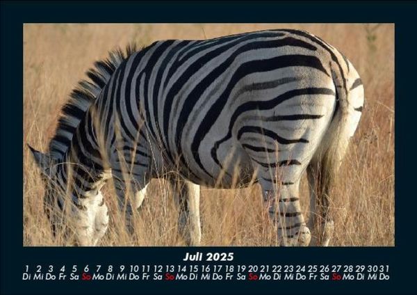 Produktbild: Zebrazauber 2025 Fotokalender DIN A5