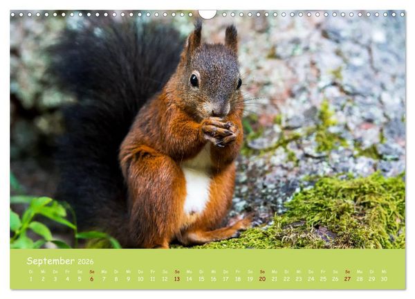 Produktbild: Eichh&ouml;rnchen - die s&uuml;&szlig;en Nussknacker (Wandkalender 2026 DIN A3 quer), CALVENDO Monatskalender