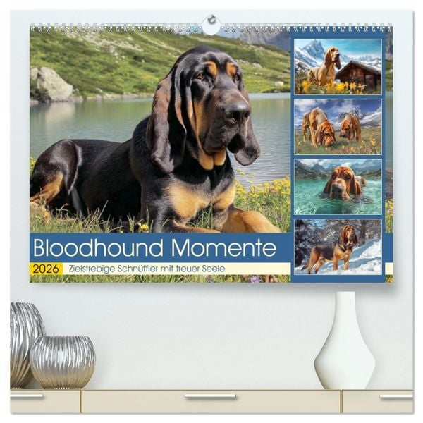 Produktbild: Bloodhound Momente. Zielstrebige Schn&uuml;ffler mit treuer Seele (hochwertiger Premium Wandkalender 2026 DIN A2 quer), Kunstdruck in Hochglanz