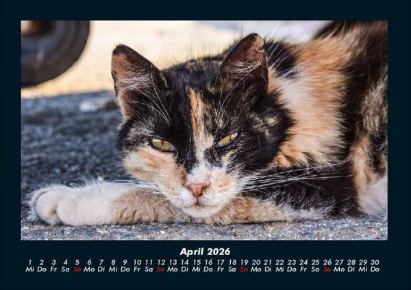 Produktbild: F&uuml;r Katzenfreunde 2026 Fotokalender DIN A4