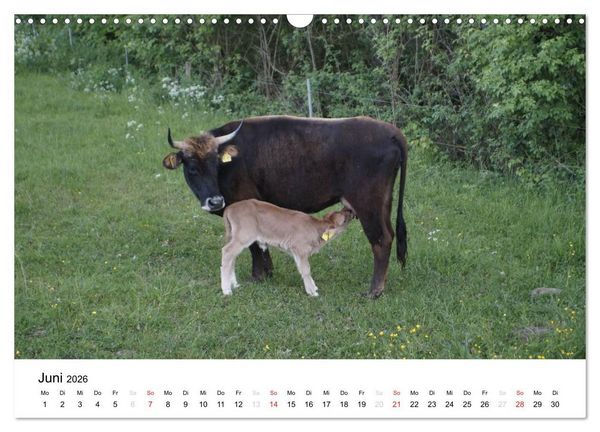 Produktbild: Bauernhoftiere (Wandkalender 2026 DIN A3 quer), CALVENDO Monatskalender