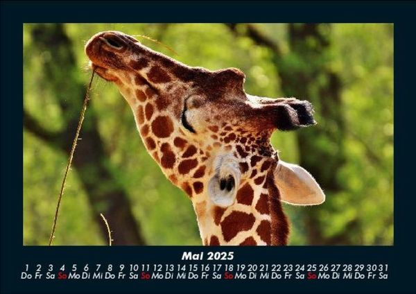 Produktbild: Giraffen 2025 Fotokalender DIN A5