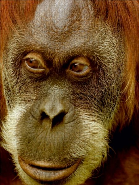 Produktbild: CALVENDO Puzzle Orang Utan Portr&auml;t 1000 Teile Lege-Gr&ouml;&szlig;e 48 x 64 cm Foto-Puzzle Bild von Heike Hultsch