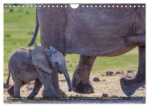 Produktbild: Elefanten Begegnungen im &ouml;stlichen und s&uuml;dlichen Afrika (Wandkalender 2026 DIN A4 quer), CALVENDO Monatskalender