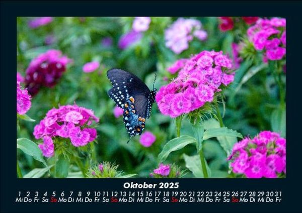 Produktbild: Blumenzauber 2025 Fotokalender DIN A5