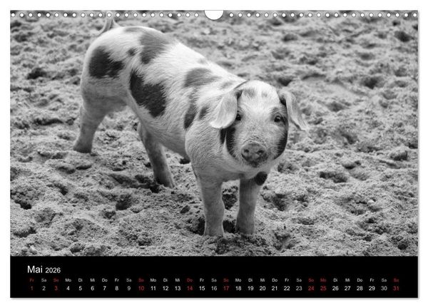 Produktbild: Das Leben der Schweine (Wandkalender 2026 DIN A3 quer), CALVENDO Monatskalender