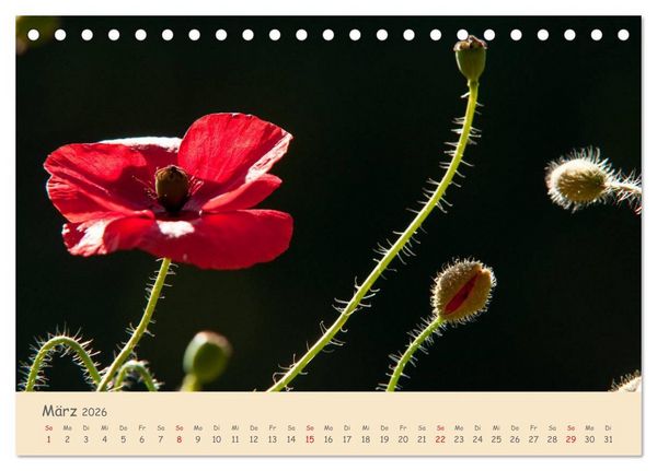 Produktbild: Mohnblumen - rote Sch&ouml;nheiten (Tischkalender 2026 DIN A5 quer), CALVENDO Monatskalender