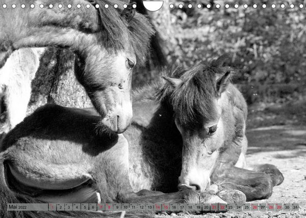 Produktbild: Die letzten Wildpferde Exmoor Ponys (Wandkalender 2022 DIN A4 quer)
