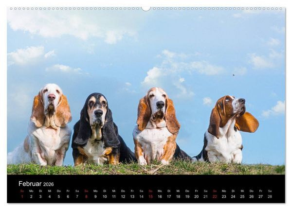 Produktbild: Der Basset, eine LANGE und besondere Liebe (Wandkalender 2026 DIN A2 quer), CALVENDO Monatskalender