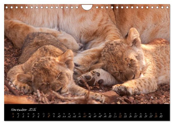 Produktbild: Wilde L&ouml;wen (Wandkalender 2026 DIN A4 quer), CALVENDO Monatskalender