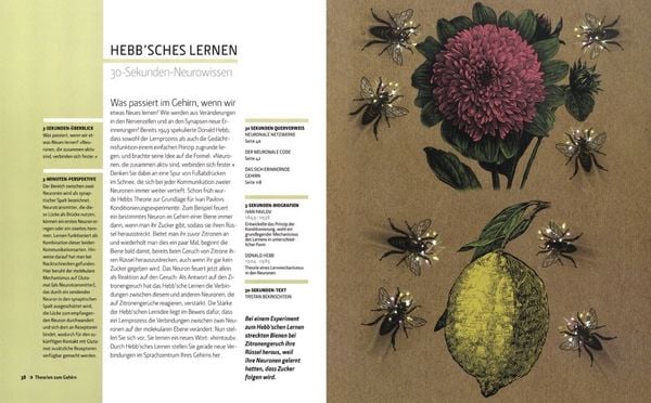Produktbild: Das Gehirn in 30 Sekunden