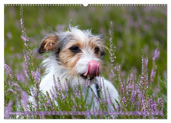Produktbild: Faszination Terrier (hochwertiger Premium Wandkalender 2026 DIN A2 quer), Kunstdruck in Hochglanz