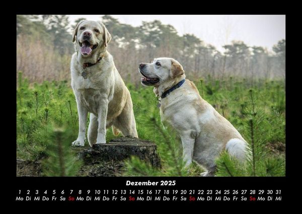 Produktbild: Der Hundekalender 2025 Fotokalender DIN A3