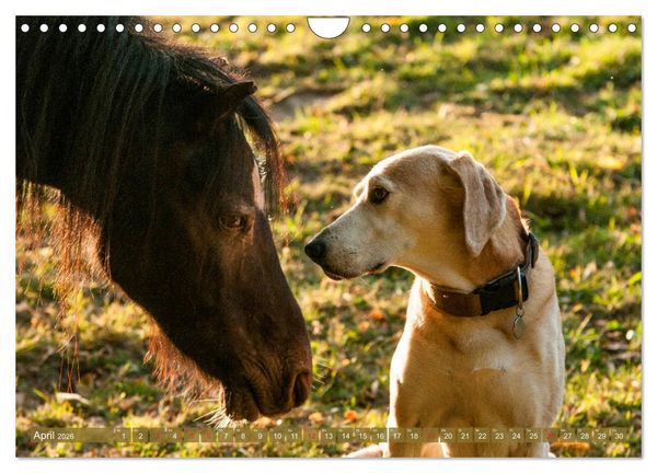 Produktbild: Pferd und Hund - Vierbeinige Freunde (Wandkalender 2026 DIN A4 quer), CALVENDO Monatskalender
