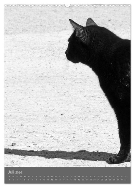 Produktbild: Sonja Heller Katzen in SW-Portraits (hochwertiger Premium Wandkalender 2026 DIN A2 hoch), Kunstdruck in Hochglanz