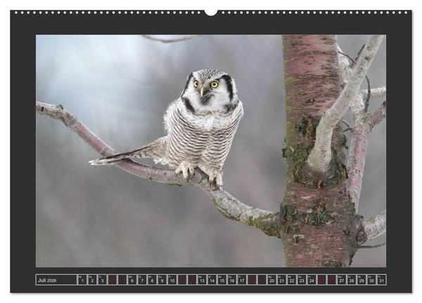 Produktbild: Winterzauber - Tiere in Eis und Schnee (Wandkalender 2026 DIN A2 quer), CALVENDO Monatskalender