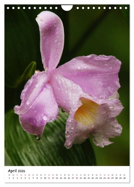 Produktbild: Costa Rica - Fauna & Flora (Wandkalender 2026 DIN A4 hoch), CALVENDO Monatskalender