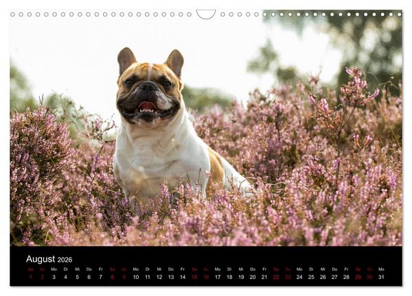 Produktbild: Franz&ouml;sische Bulldoggen - Schutzengel auf 4 Pfoten (Wandkalender 2026 DIN A3 quer), CALVENDO Monatskalender